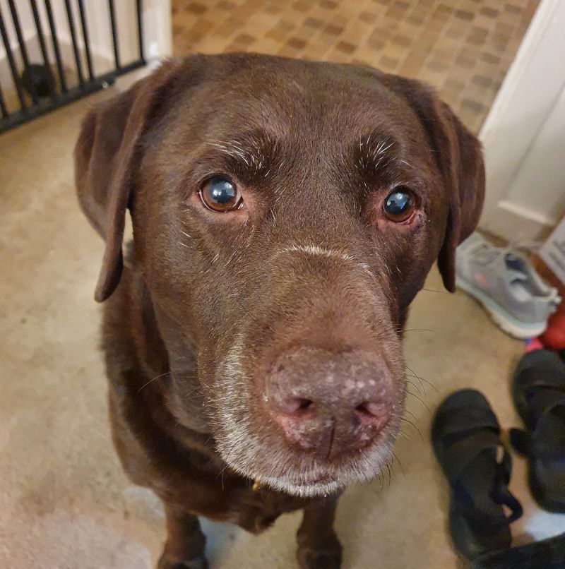 MumOfDog