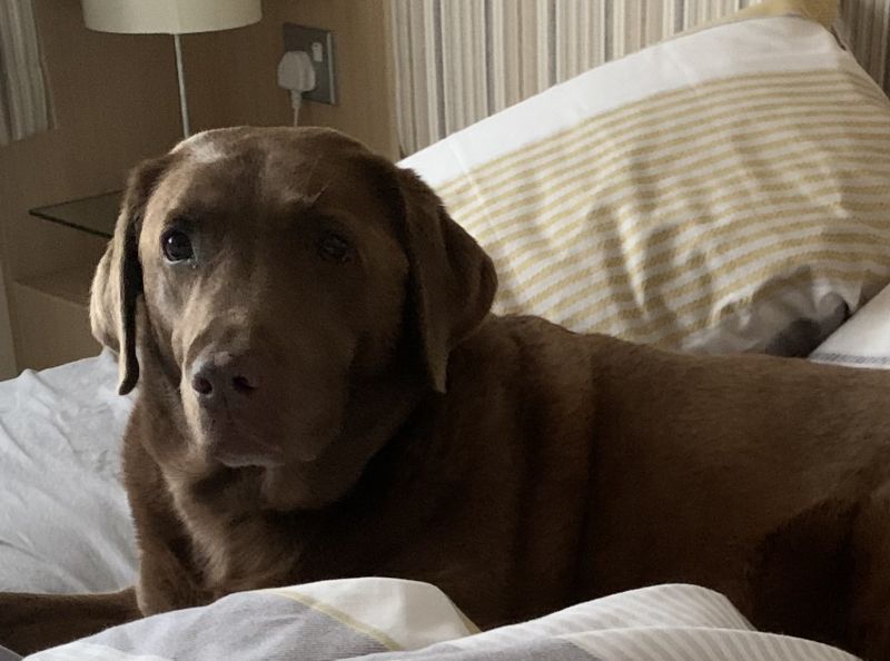 Devonmaid23 Devonmaid23